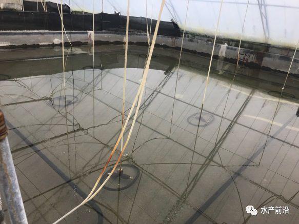 出蝦27斤/立方,連續三造成功后,工廠化養蝦在他看來并不難! 出蝦27斤/立方,連續三造成功后,工廠化養蝦在他看來并不難!